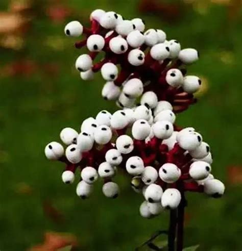 靈珠子 麻植物